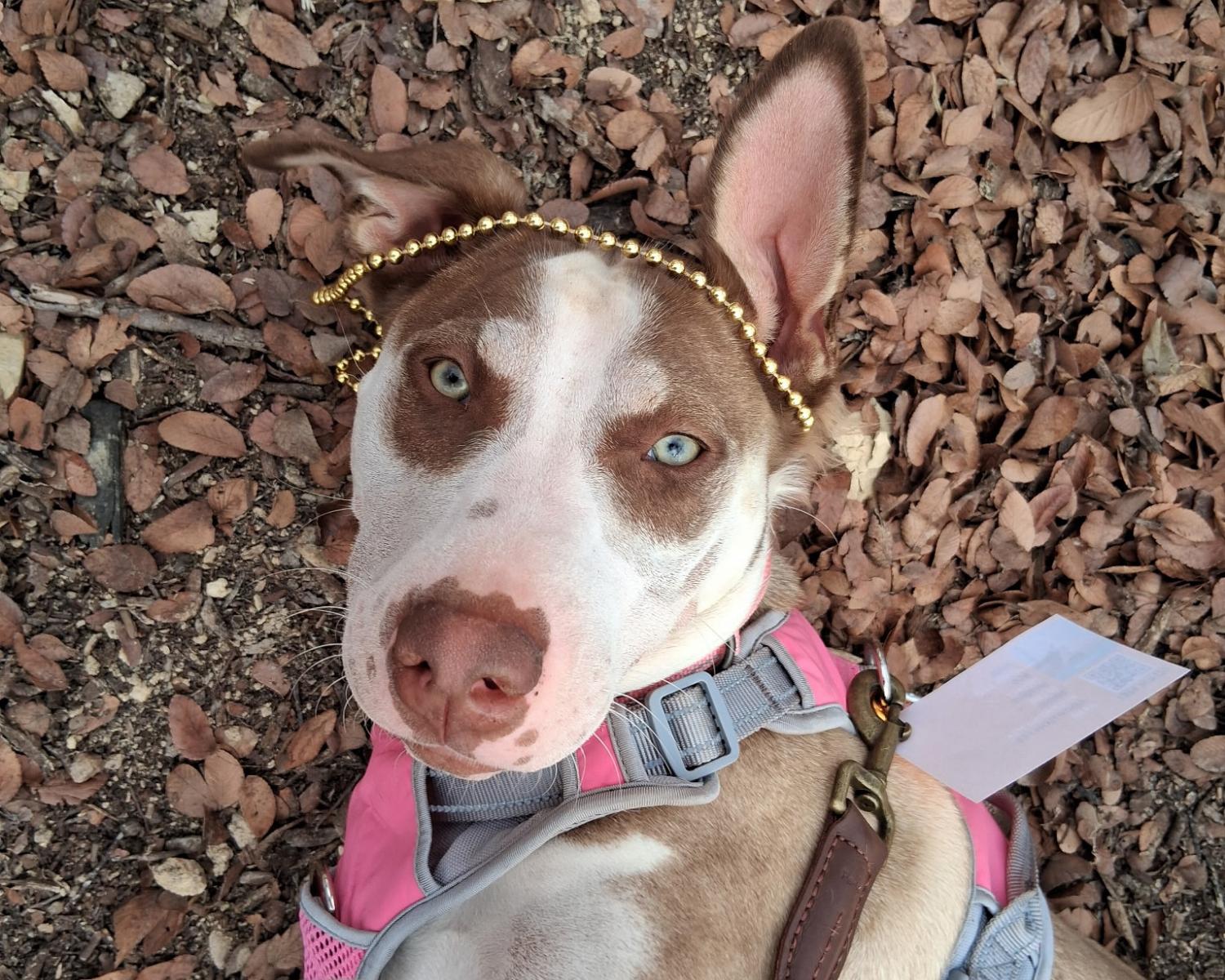 Enlarge Twister, an adopted mixed breed in San Antonio, TX image 2/5