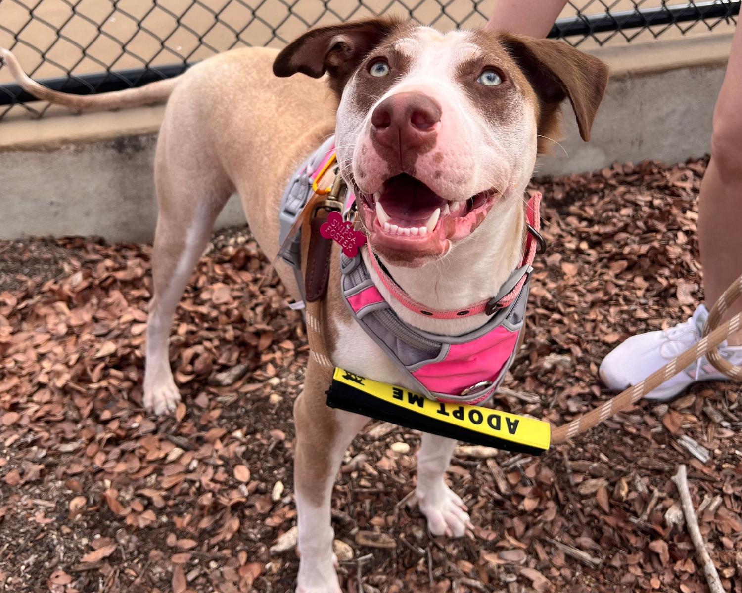 Enlarge Twister, an adopted mixed breed in San Antonio, TX image 1/5