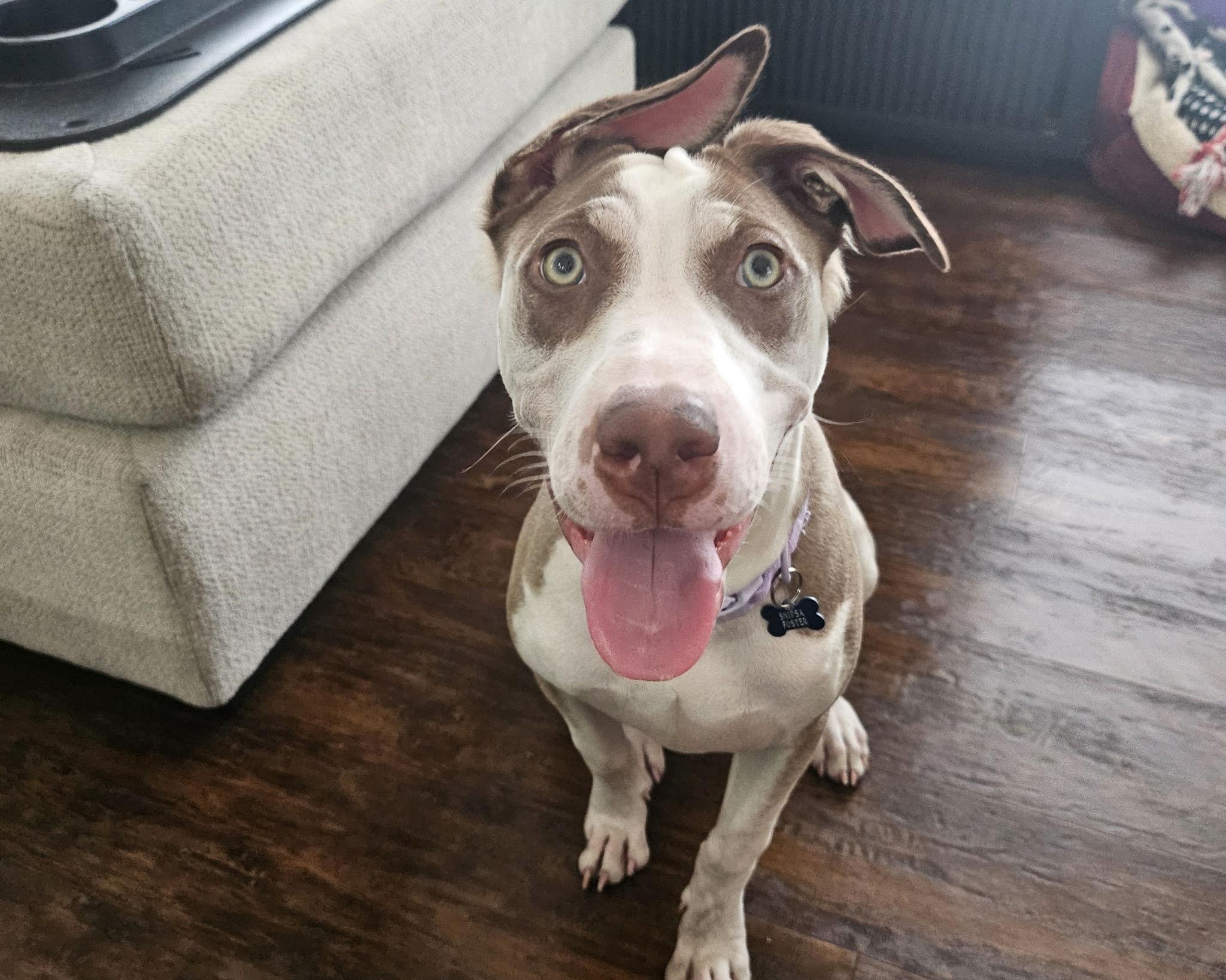 Twister, a Adoptable mixed breed in San Antonio, TX image 1/6