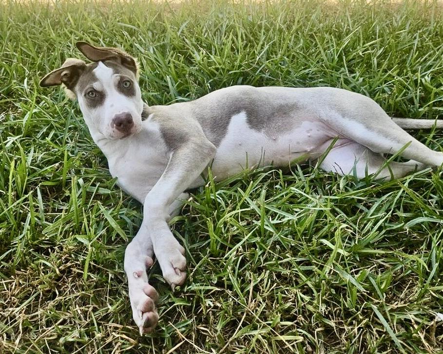 Twister, a Adoptable mixed breed in San Antonio, TX image 2/6