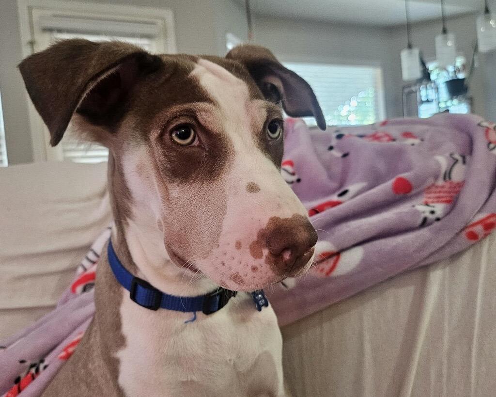 Twister, a Adoptable mixed breed in San Antonio, TX image 6/6