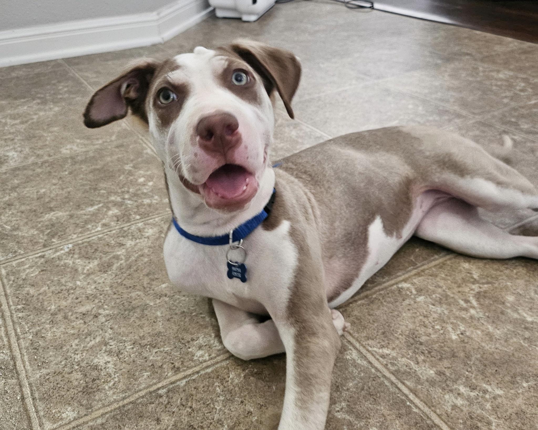 Twister, a Adoptable mixed breed in San Antonio, TX image 3/6