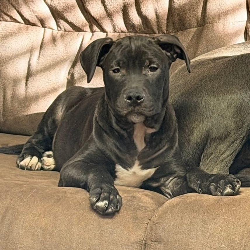 Rolly the Bully puppy, Adoptable, Puppy Male Bulldog & American Staffordshire Terrier.