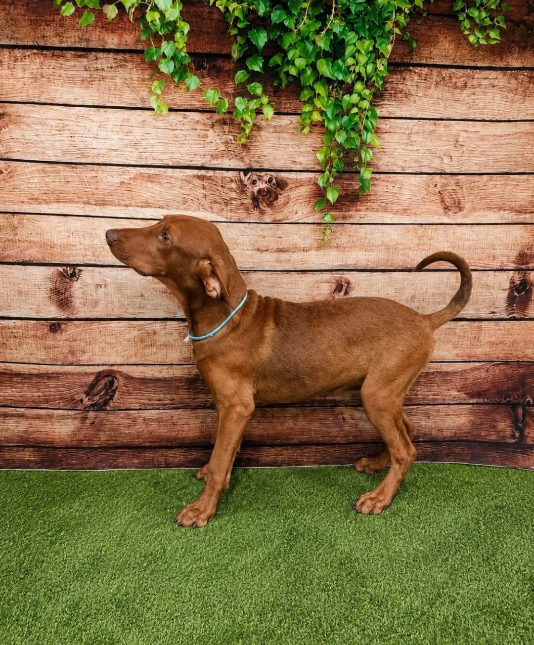 Enlarge Choco, a Adopted mixed breed in Dunnville, ON image 2/3