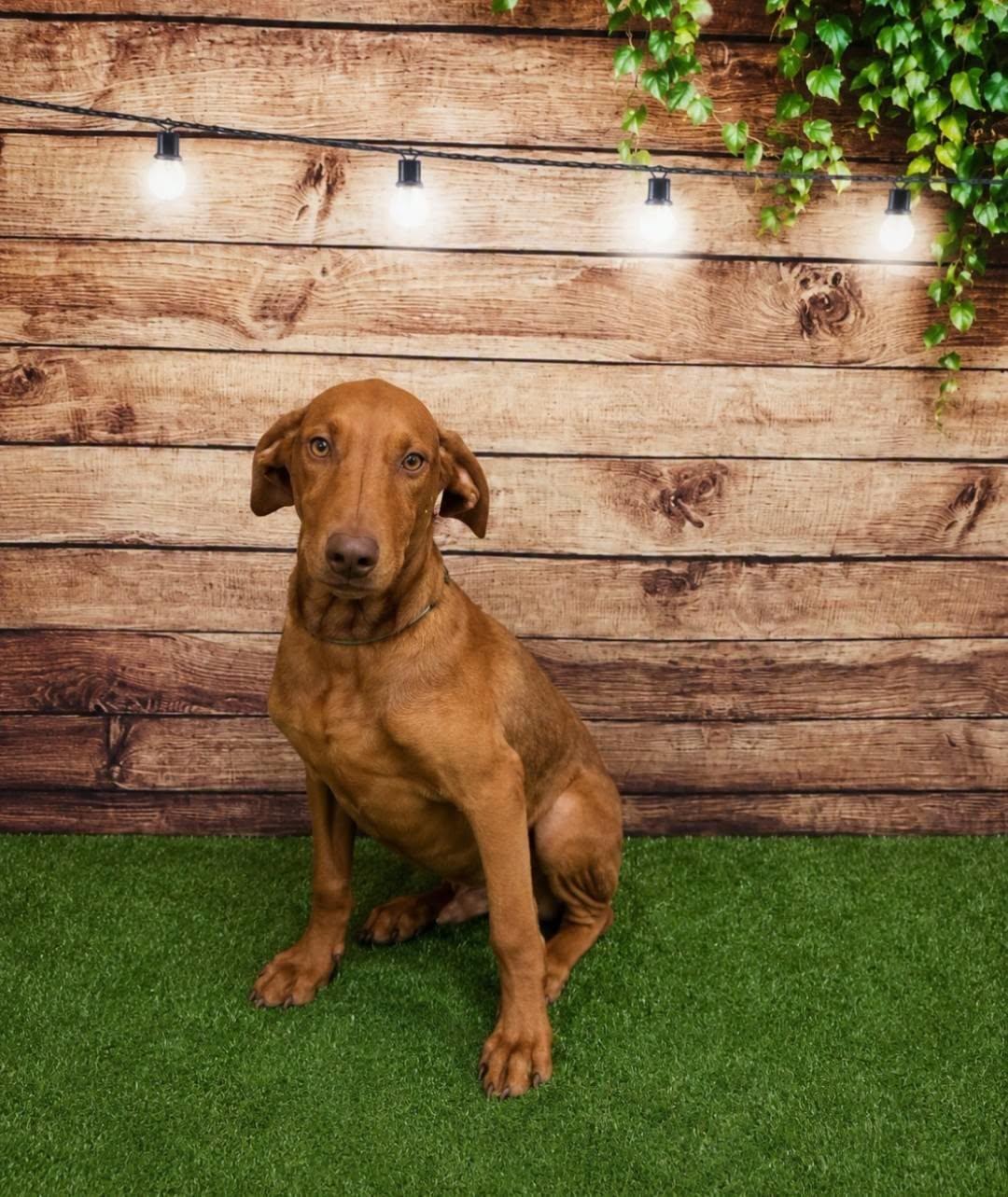 Enlarge Choco, a Adopted mixed breed in Dunnville, ON image 3/3