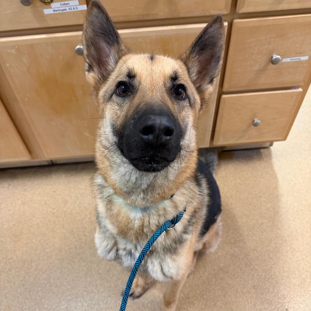 Enlarge Rocky, a Adoptable mixed breed in Naperville, IL image 1/6