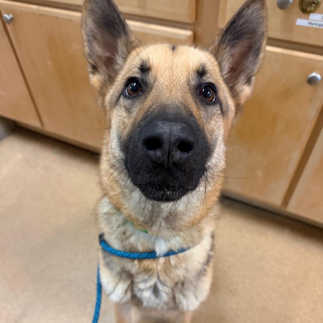 Enlarge Rocky, a Adoptable mixed breed in Naperville, IL image 2/6