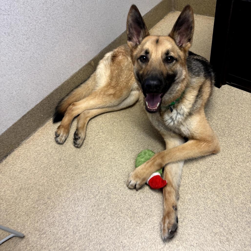 Enlarge Rocky, a Adoptable mixed breed in Naperville, IL image 3/6