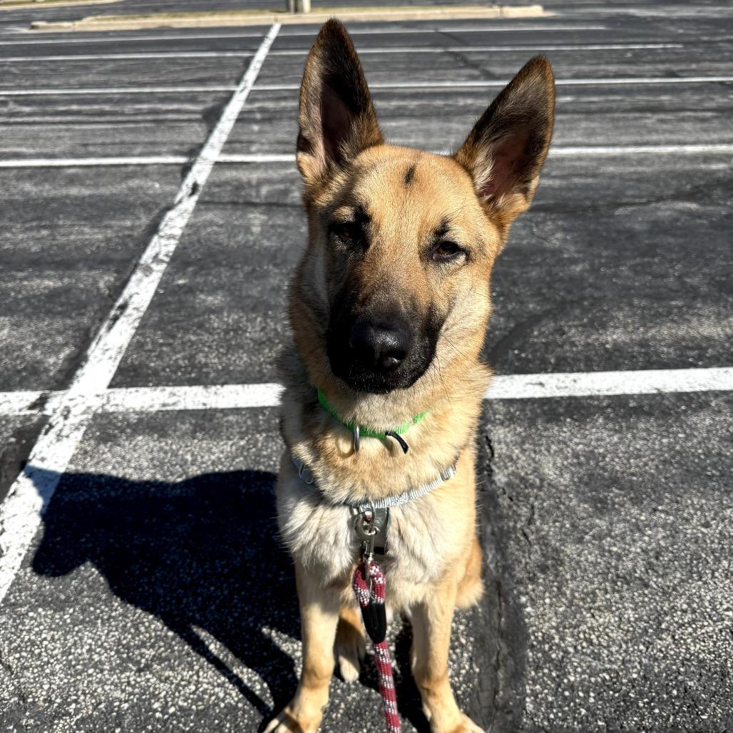 Enlarge Rocky, a Adoptable mixed breed in Naperville, IL image 4/6