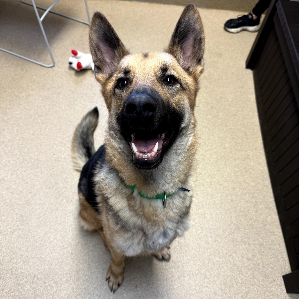 Enlarge Rocky, a Adoptable mixed breed in Naperville, IL image 5/6