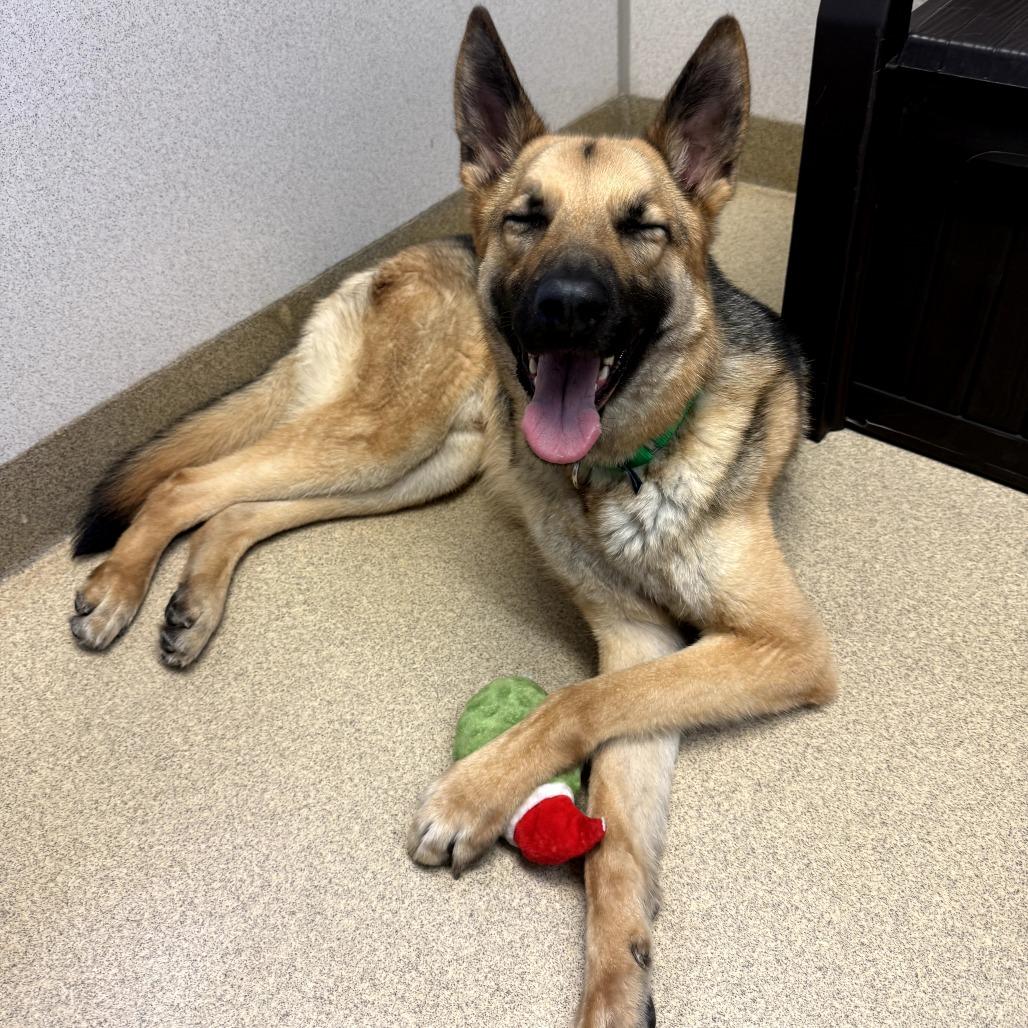 Enlarge Rocky, a Adoptable mixed breed in Naperville, IL image 6/6
