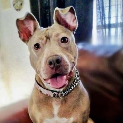 Enlarge Wera, a Adoptable mixed breed in Atlanta, GA image 1/2