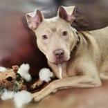 Enlarge Wera, a Adoptable mixed breed in Atlanta, GA image 2/2