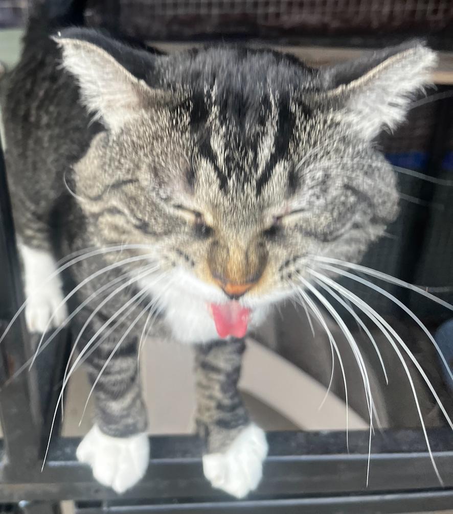 Enlarge Rufus, a Adopted Tabby in Log Lane Village, CO image 1/3