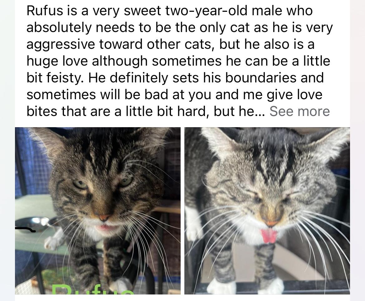 Rufus, Adopted, Adult Male Tabby.