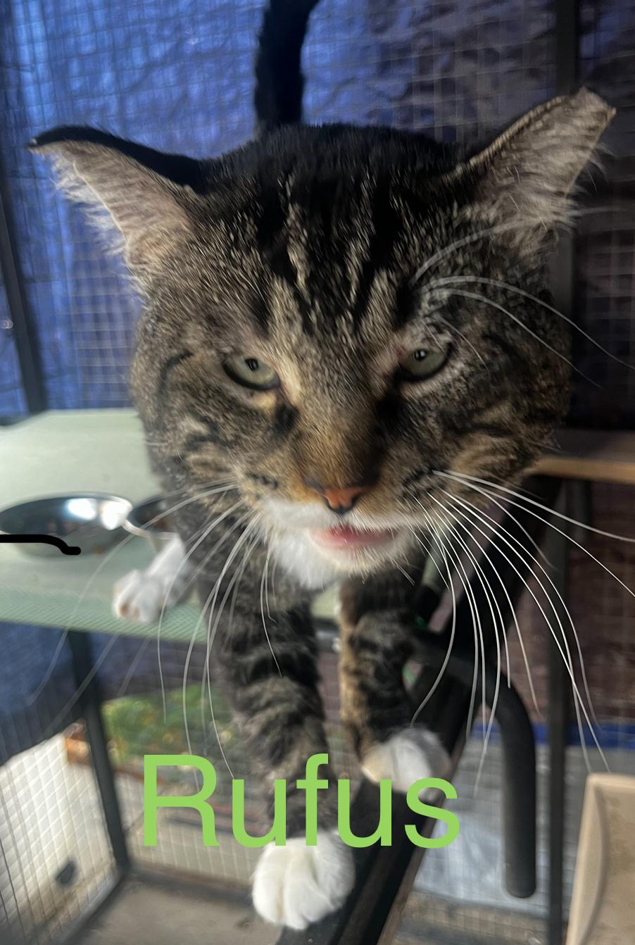 Enlarge Rufus, a Adopted Tabby in Log Lane Village, CO image 3/3