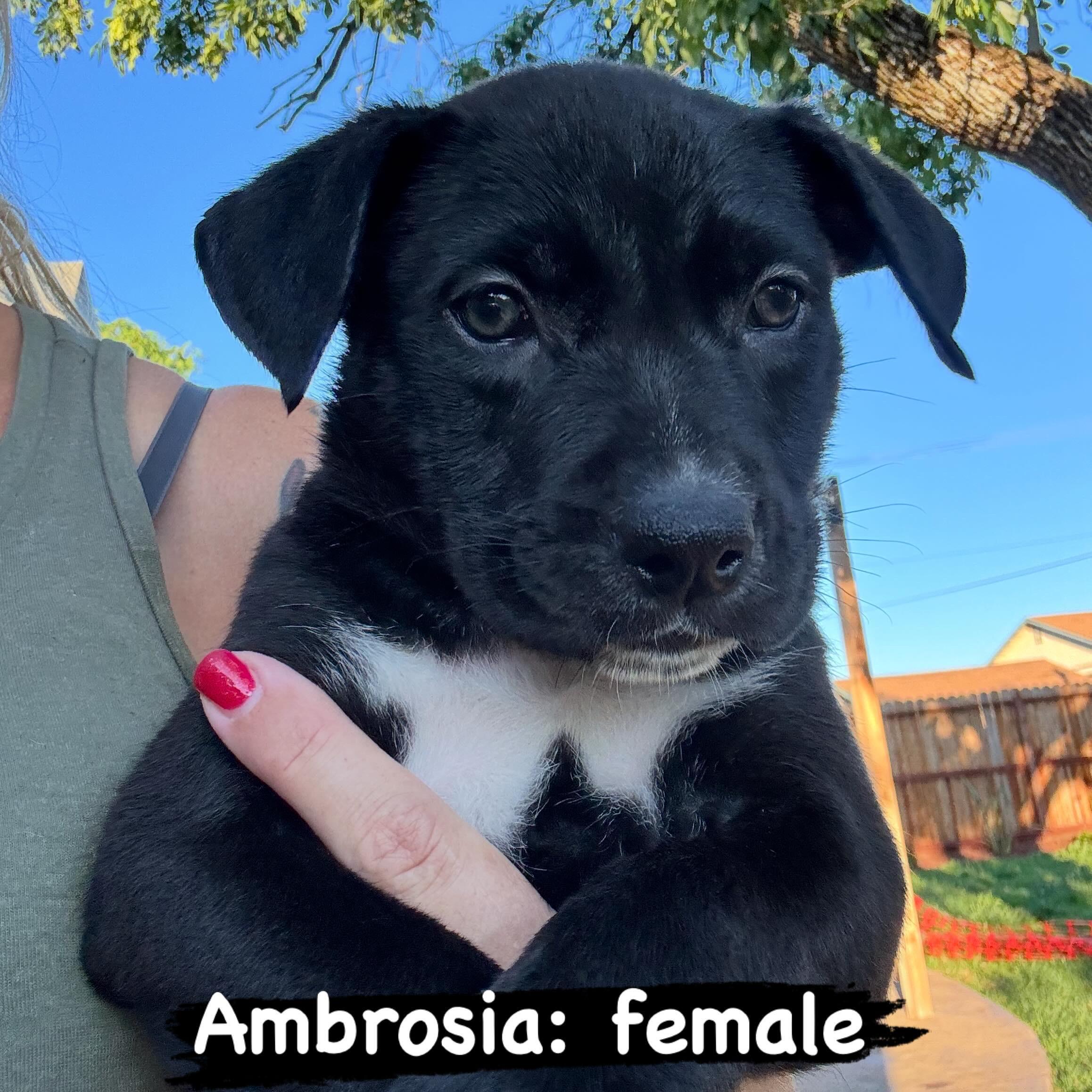 Enlarge Ambrosia, an adopted mixed breed in Lincoln, CA image 2/2
