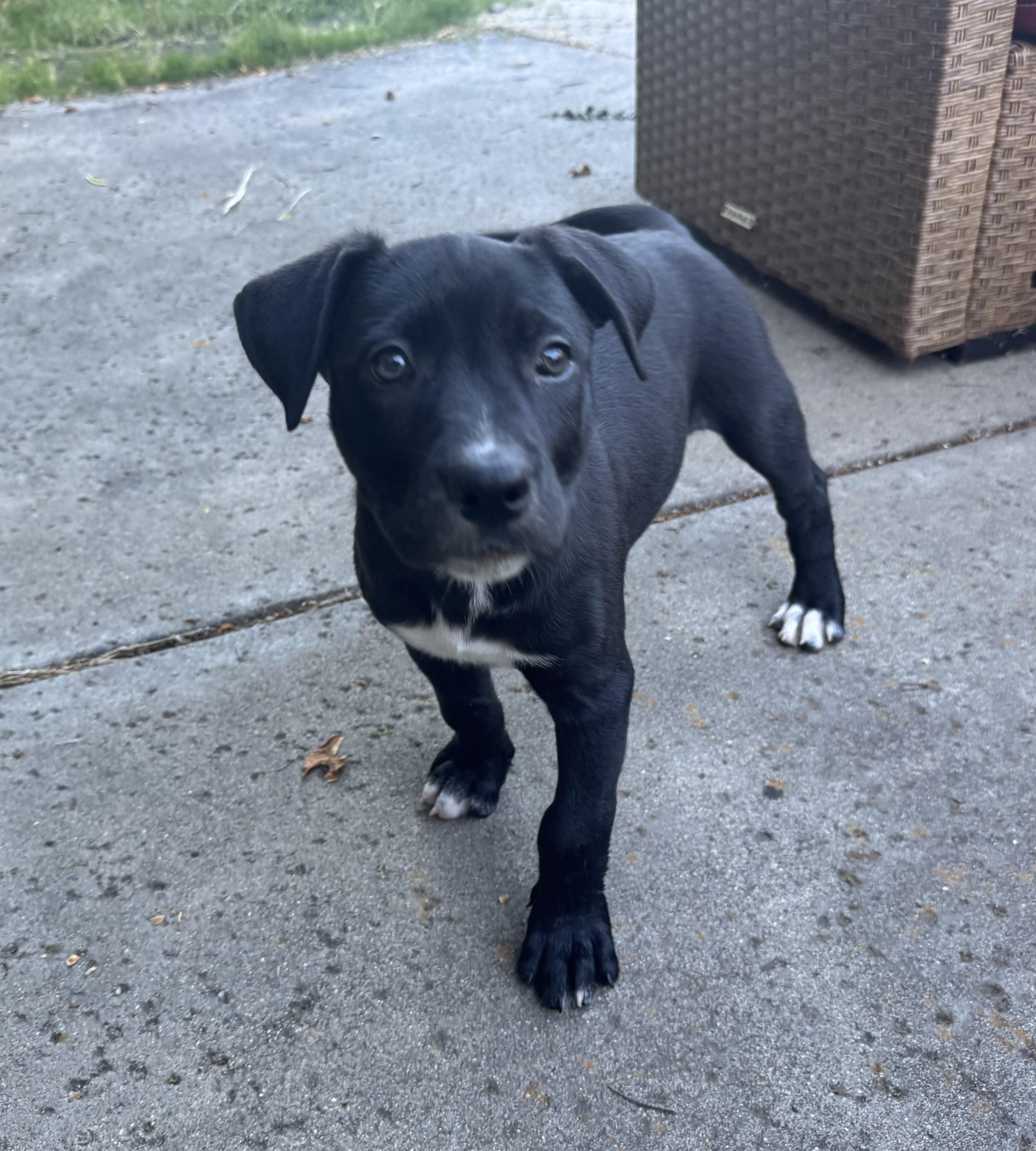 Enlarge Ambrosia, an adopted mixed breed in Lincoln, CA image 1/2
