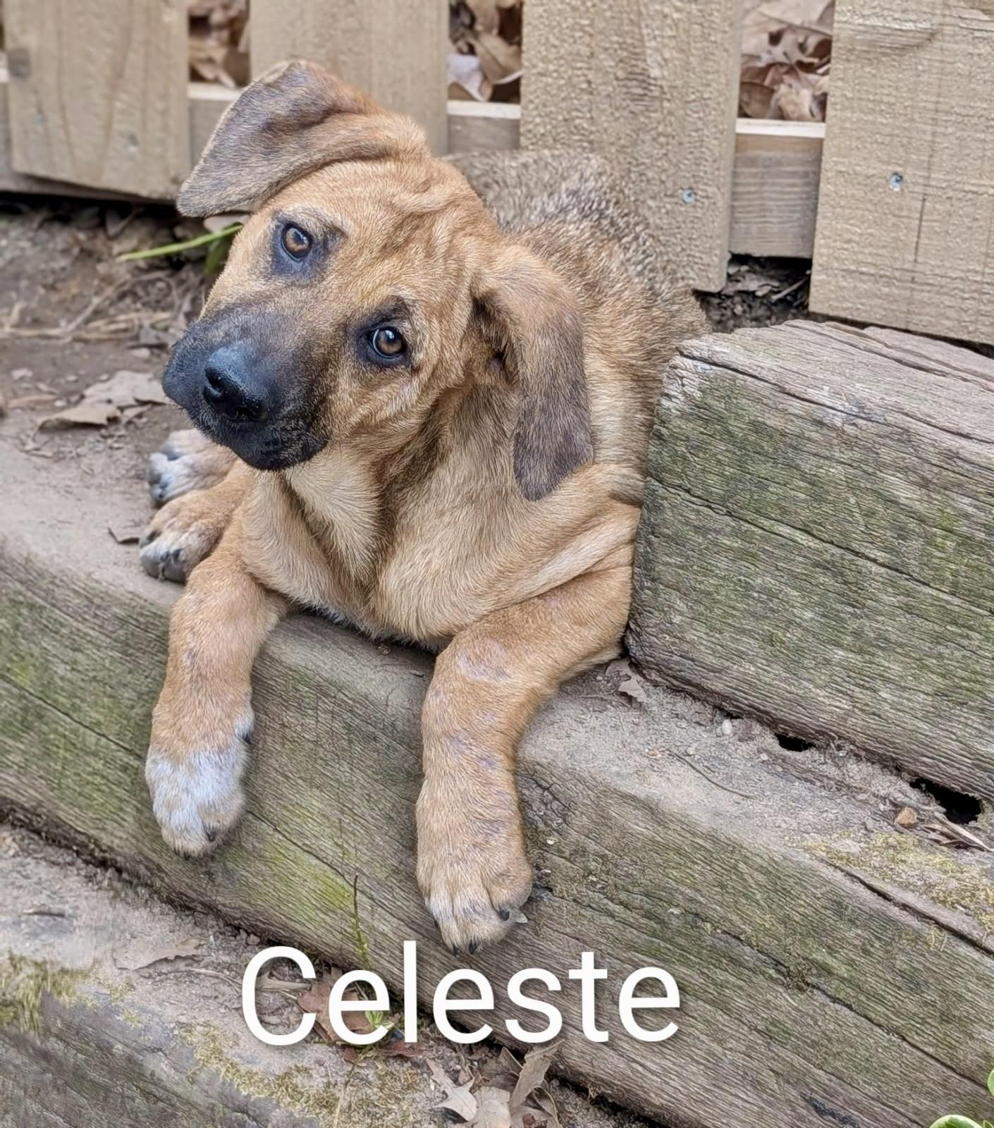 Celeste, a ADOPTABLE mixed breed in Pembroke, MA image 2/2