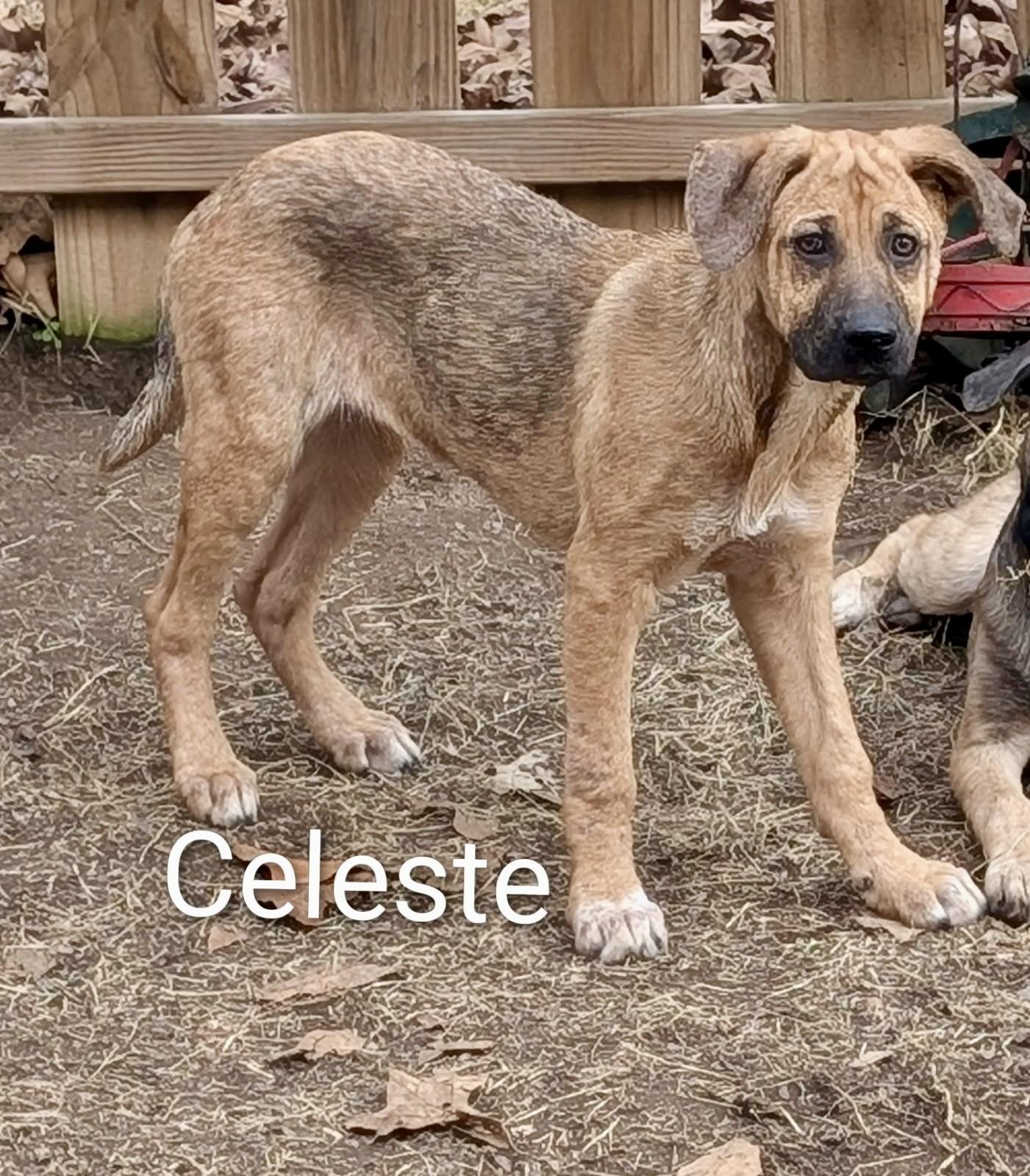 Celeste, a ADOPTABLE mixed breed in Pembroke, MA image 1/2