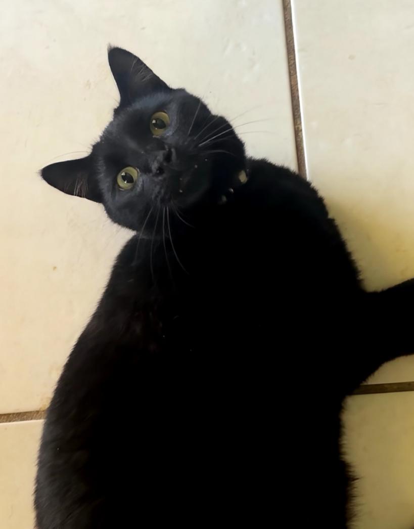 Kayden, Adoptable, Young Male Domestic Short Hair.