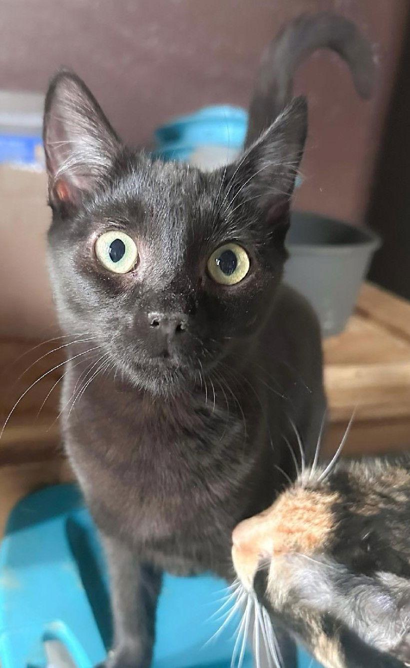 Enlarge Kayden, a Adoptable Domestic Short Hair in Phoenix, AZ image 2/2