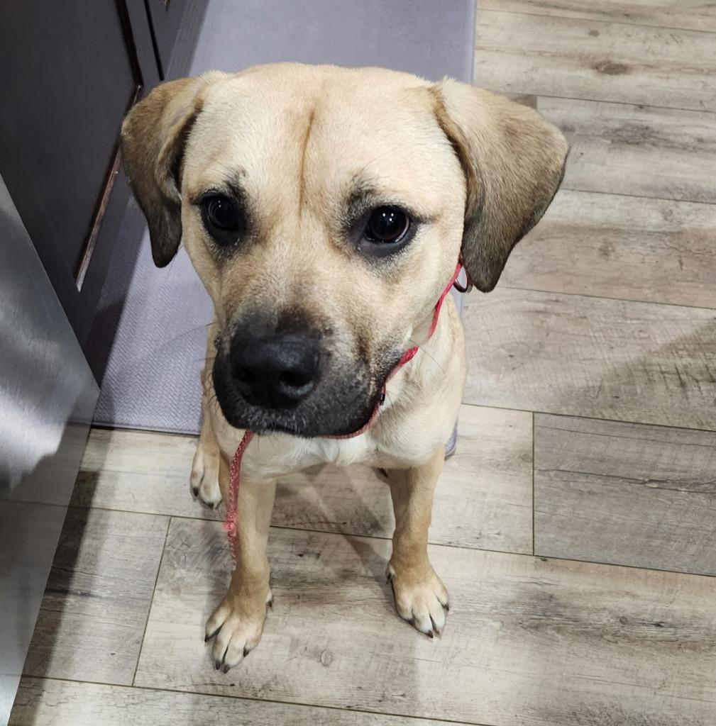 Enlarge Blanche, a Adoptable mixed breed in Columbia, IL image 1/6