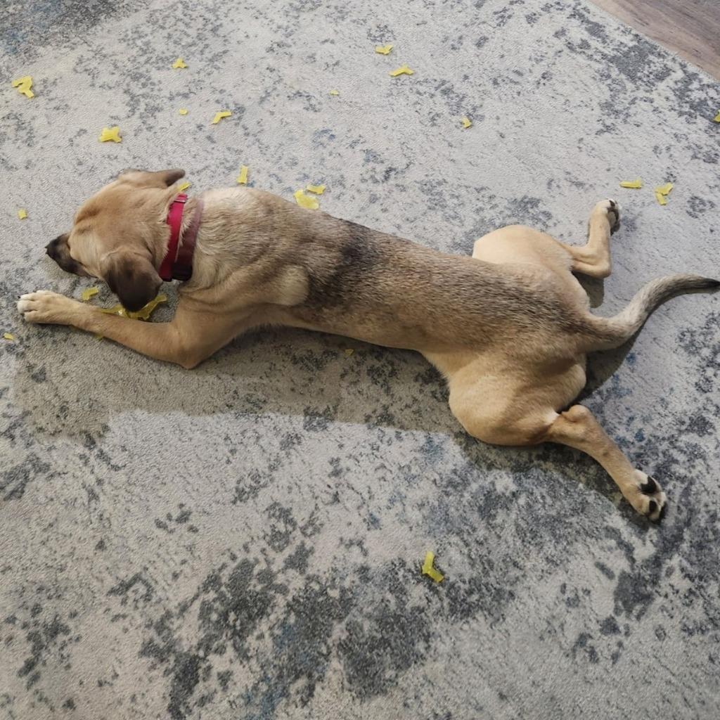 Enlarge Blanche, a Adoptable mixed breed in Columbia, IL image 2/6