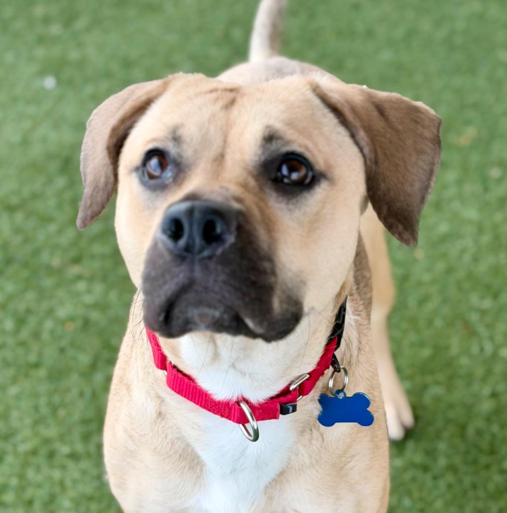 Enlarge Blanche, a Adoptable mixed breed in Columbia, IL image 3/6