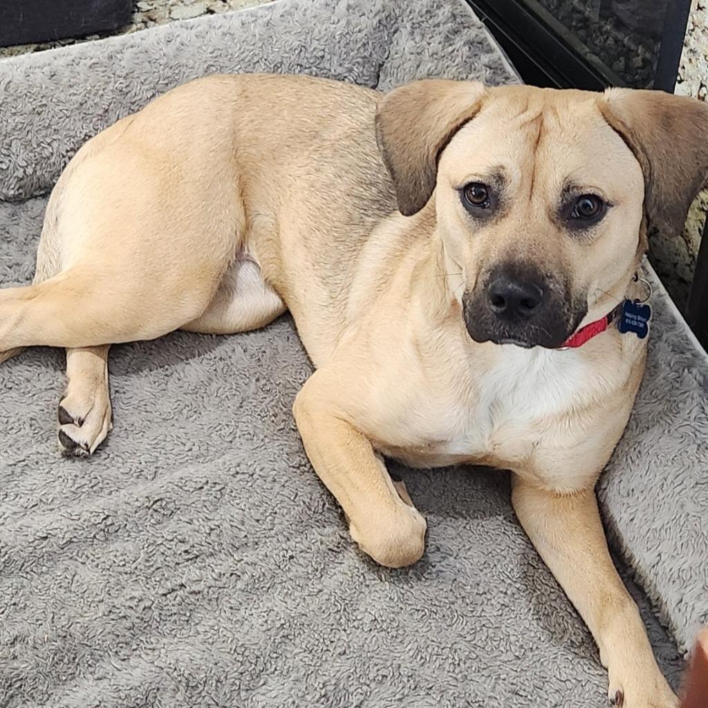 Enlarge Blanche, a Adoptable mixed breed in Columbia, IL image 4/6