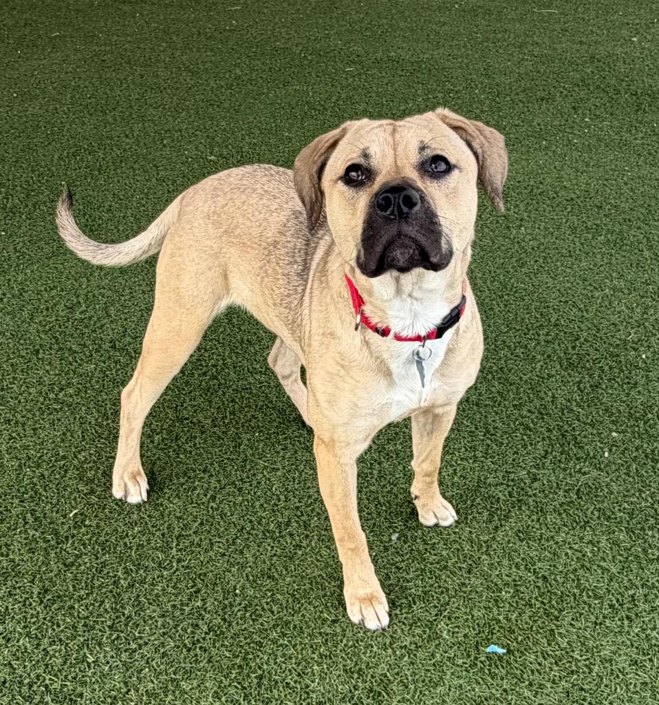 Enlarge Blanche, a Adoptable mixed breed in Columbia, IL image 5/6