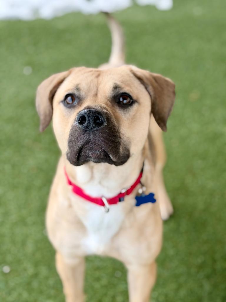 Enlarge Blanche, a Adoptable mixed breed in Columbia, IL image 6/6