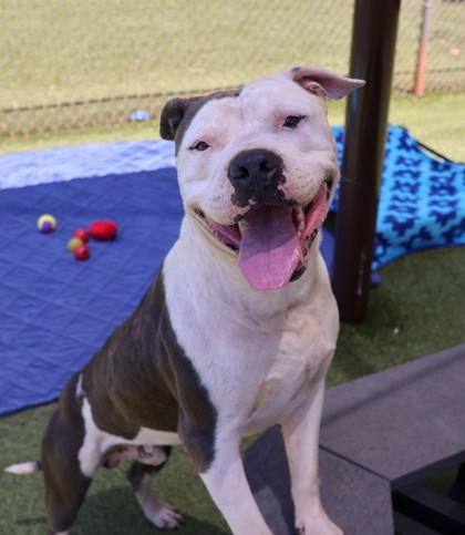 Vegeta, a Adoptable Mixed Breed in Athens, GA image 3/5