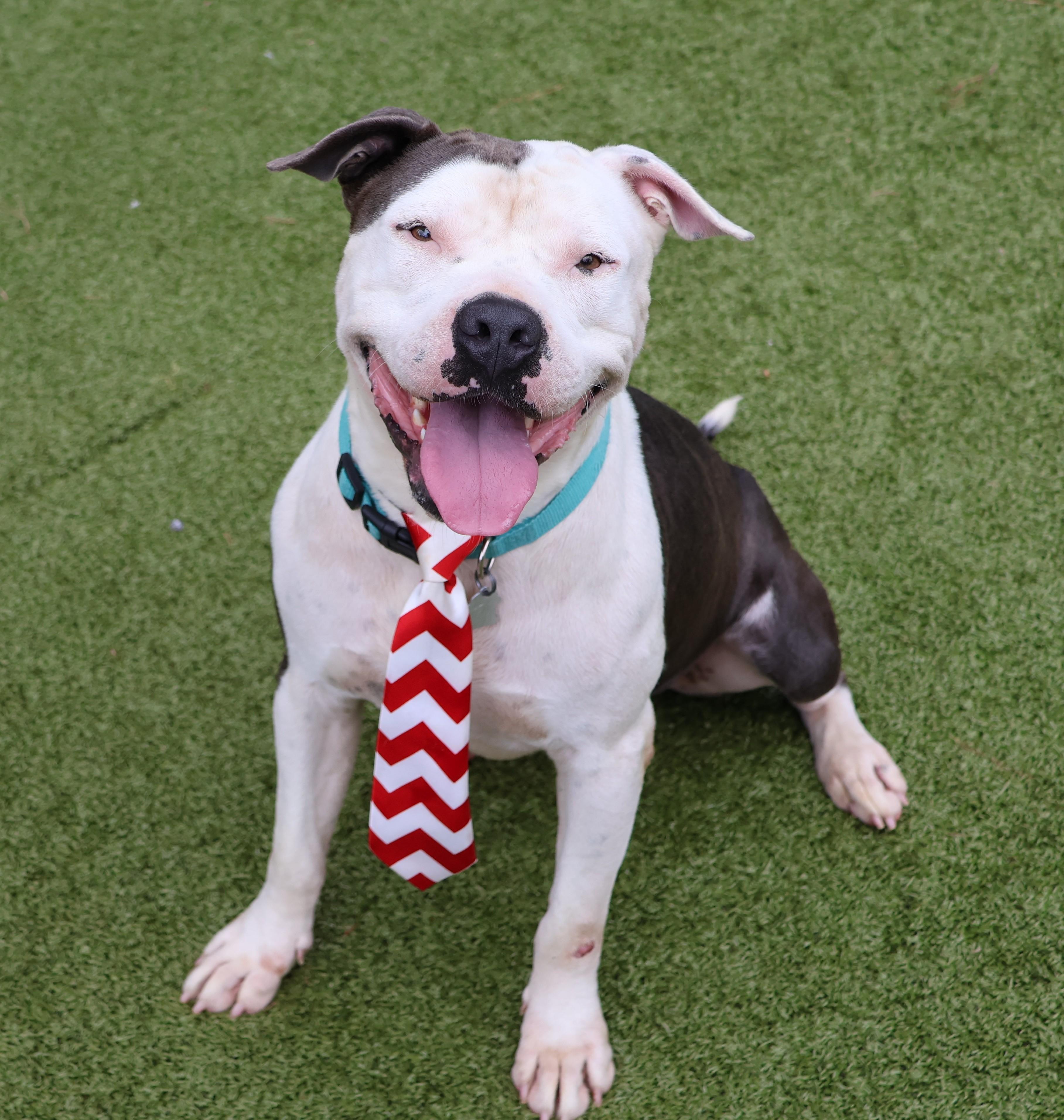 Vegeta, a Adoptable Mixed Breed in Athens, GA image 1/5