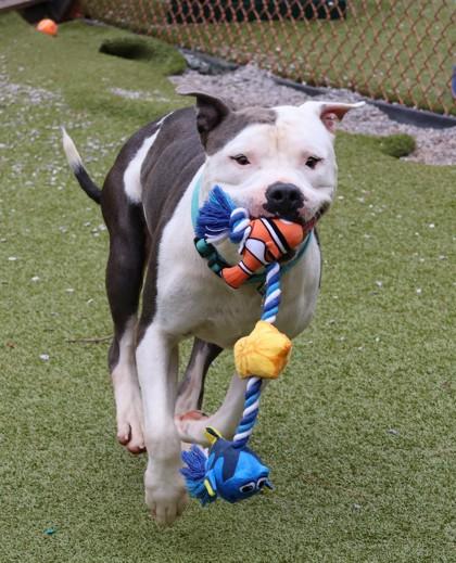 Vegeta, a Adoptable Mixed Breed in Athens, GA image 4/5