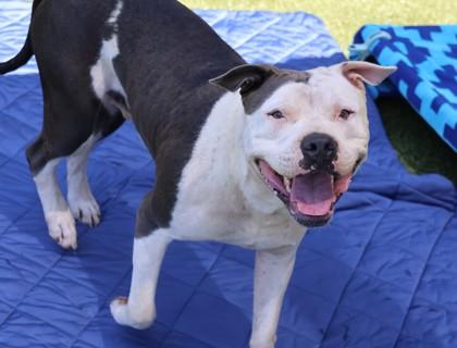 Vegeta, a Adoptable Mixed Breed in Athens, GA image 5/5