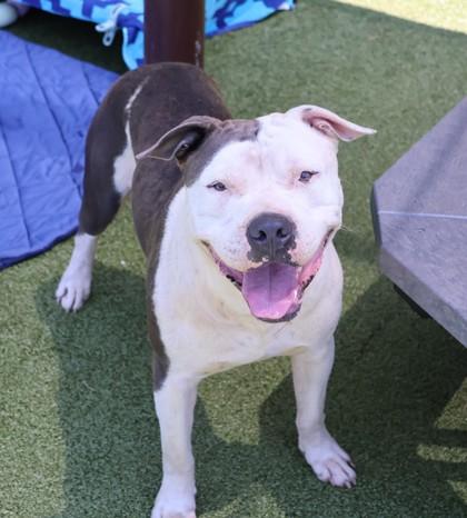 Vegeta, a Adoptable Mixed Breed in Athens, GA image 2/5