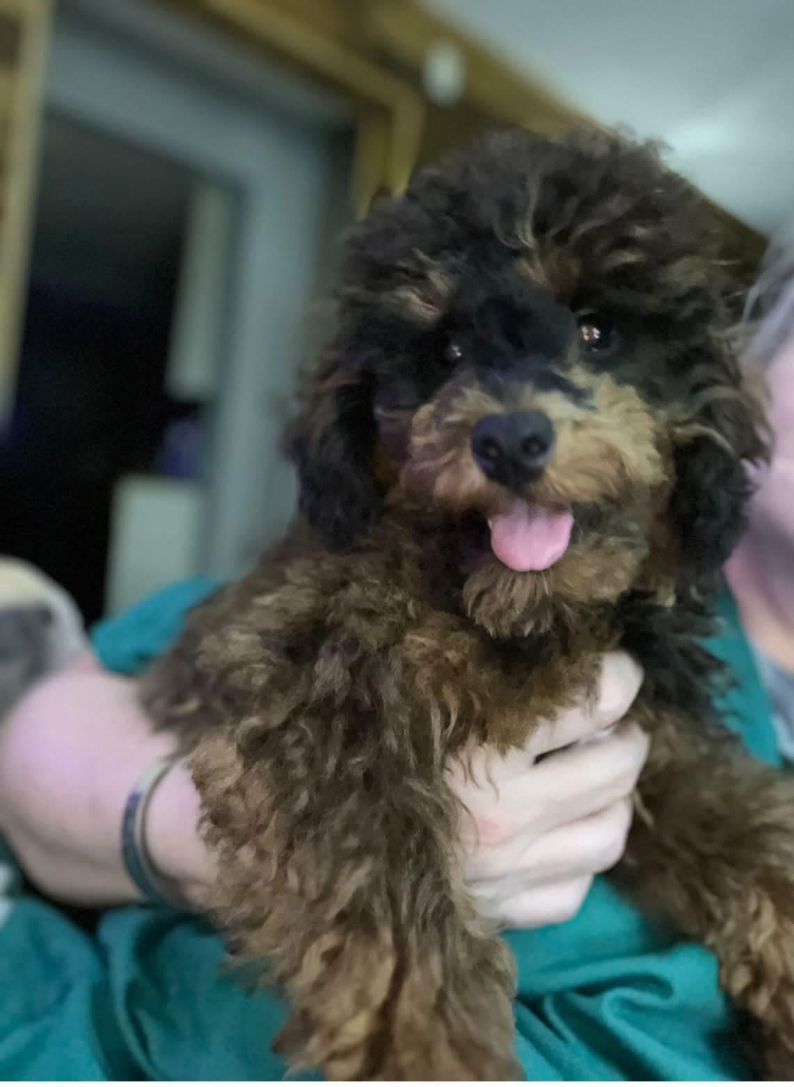 Mack, Adoptable, Puppy Male Miniature Poodle.