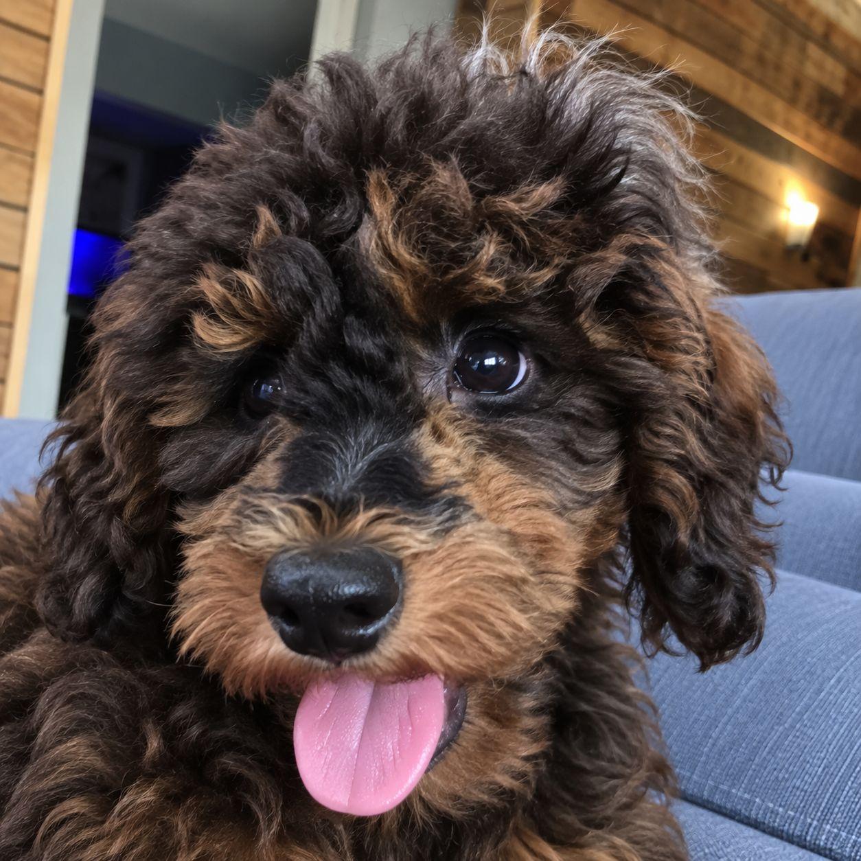 Enlarge Mack, a Adoptable Miniature Poodle in Plain City, OH image 2/5