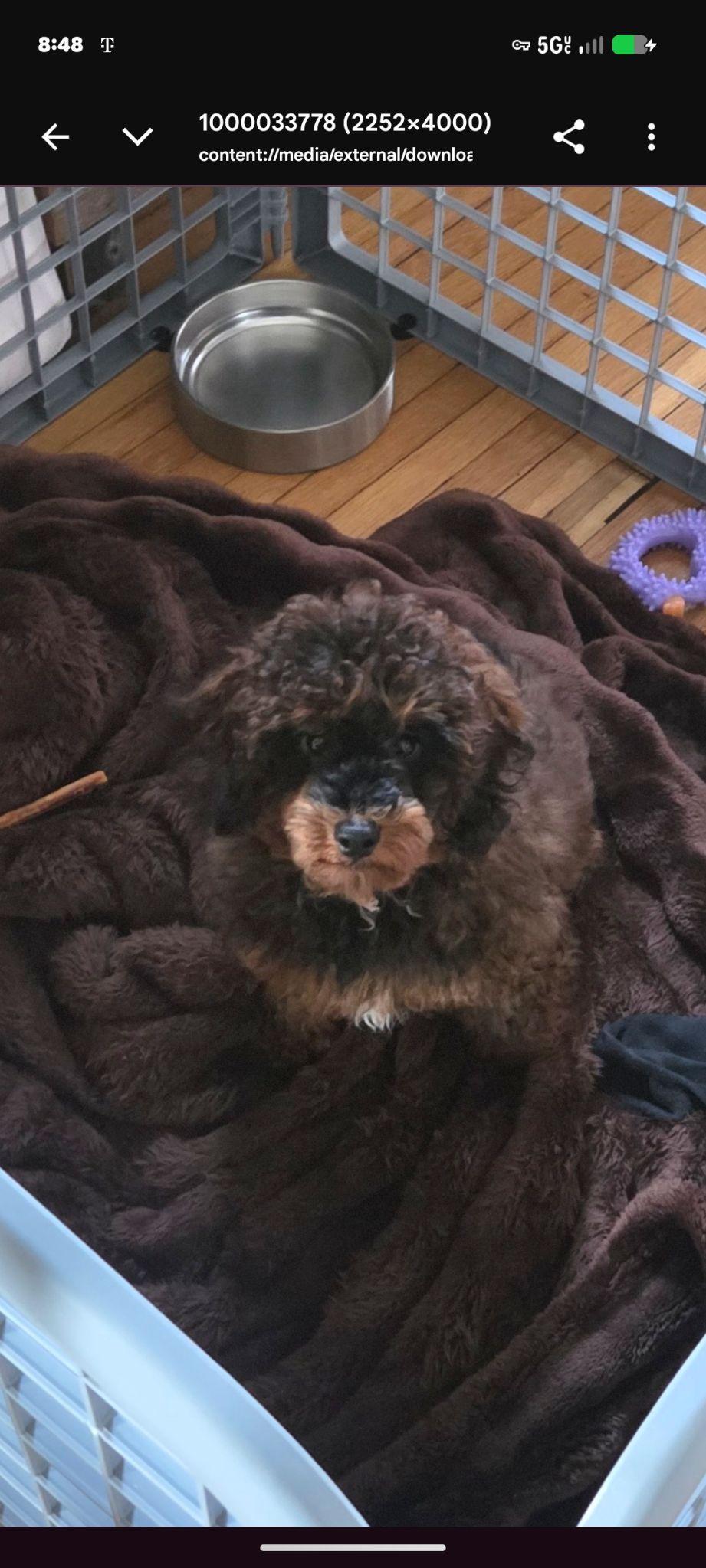 Enlarge Mack, a Adoptable Miniature Poodle in Plain City, OH image 3/5