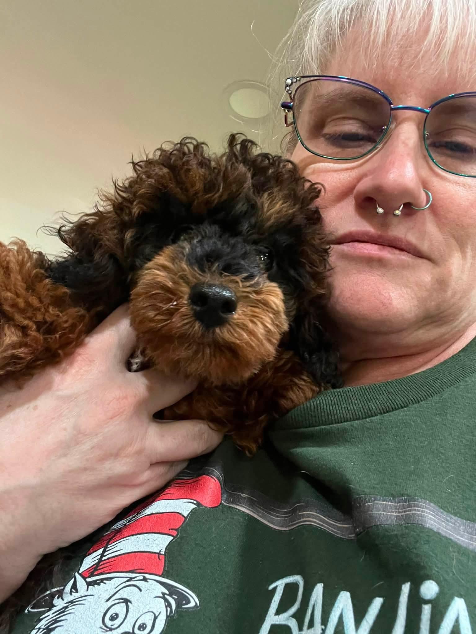 Enlarge Mack, a Adoptable Miniature Poodle in Plain City, OH image 4/5