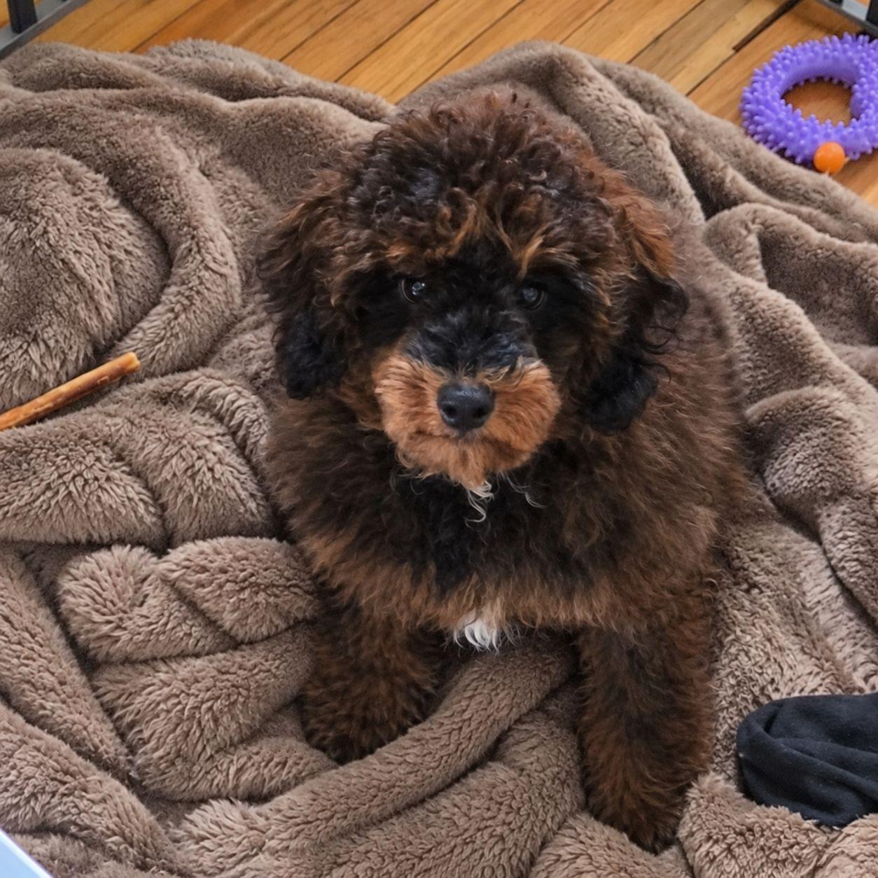 Enlarge Mack, a Adoptable Miniature Poodle in Plain City, OH image 5/5