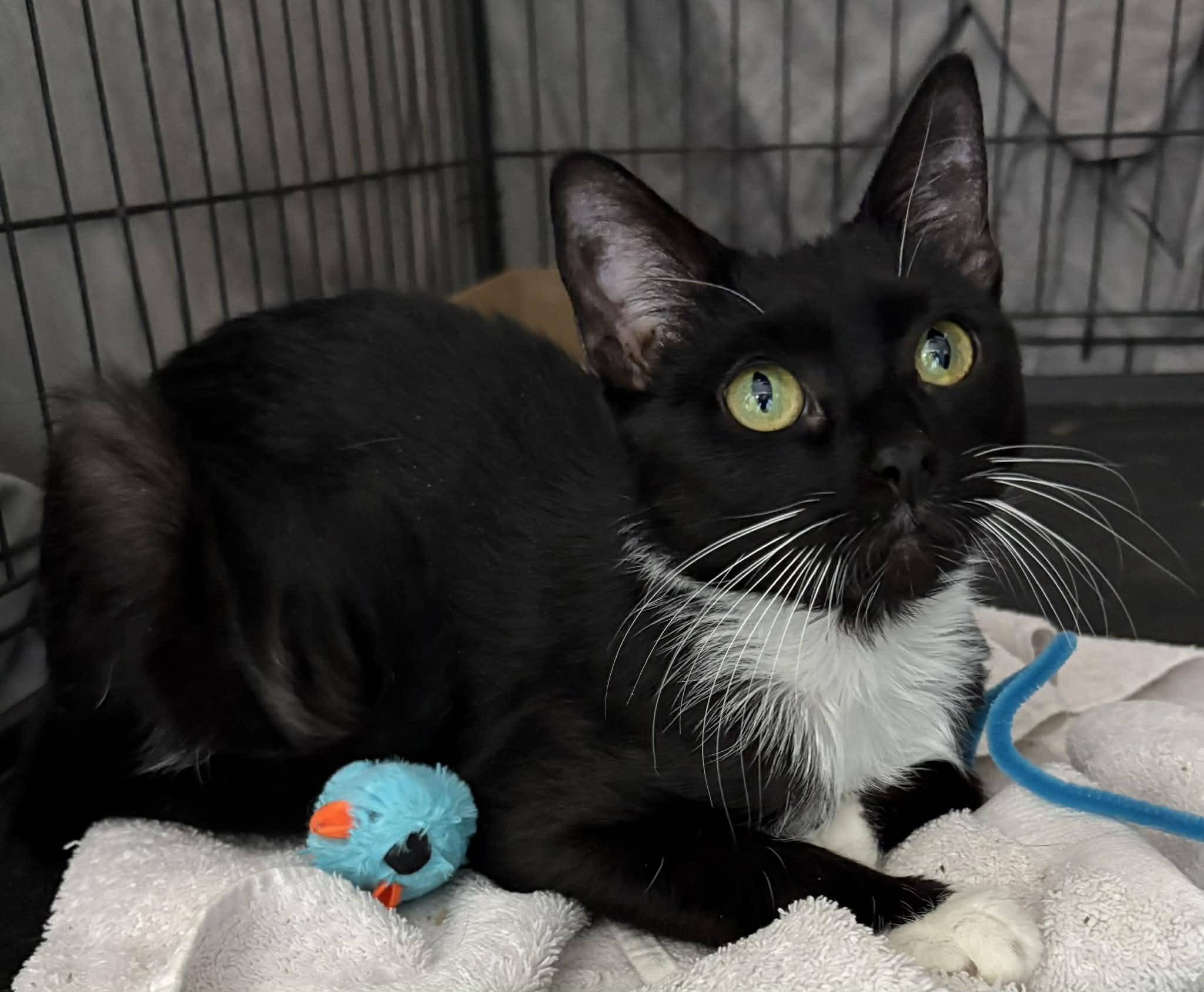 Enlarge Siri, a ADOPTABLE Domestic Short Hair in Westfield, MA image 1/1