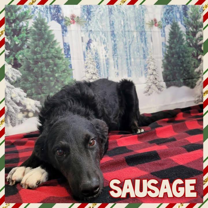 Enlarge Sausage, a Adoptable mixed breed in Daingerfield, TX image 1/2