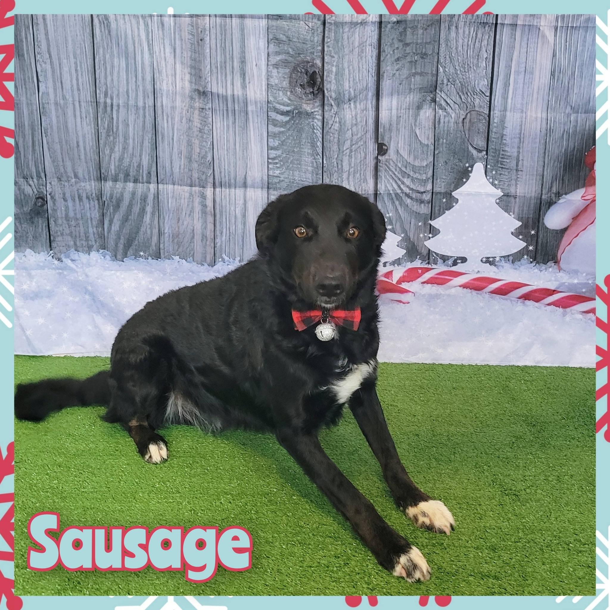 Sausage, Adoptable, Young Male Mixed Breed.