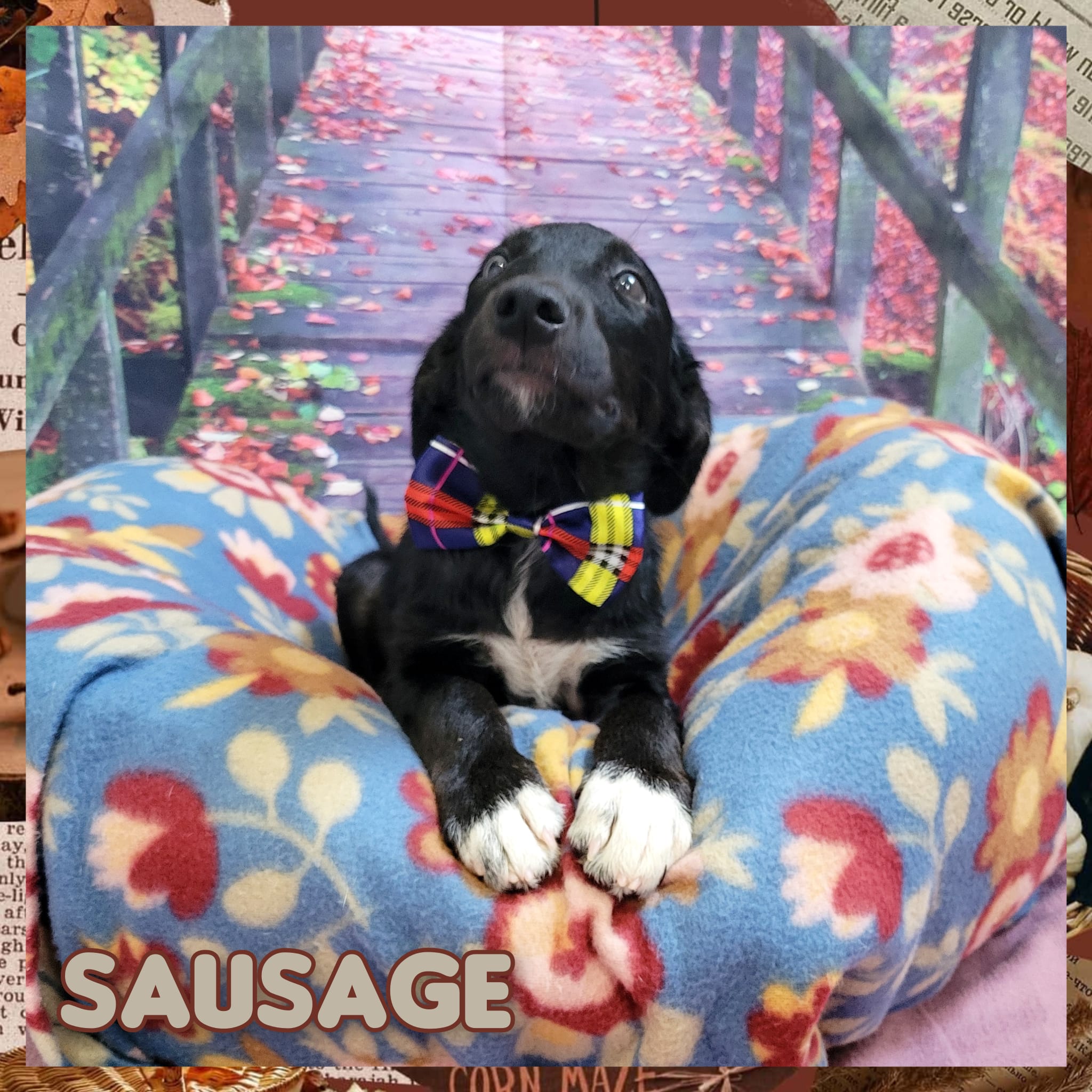 Enlarge Sausage, a Adoptable mixed breed in Daingerfield, TX image 2/2