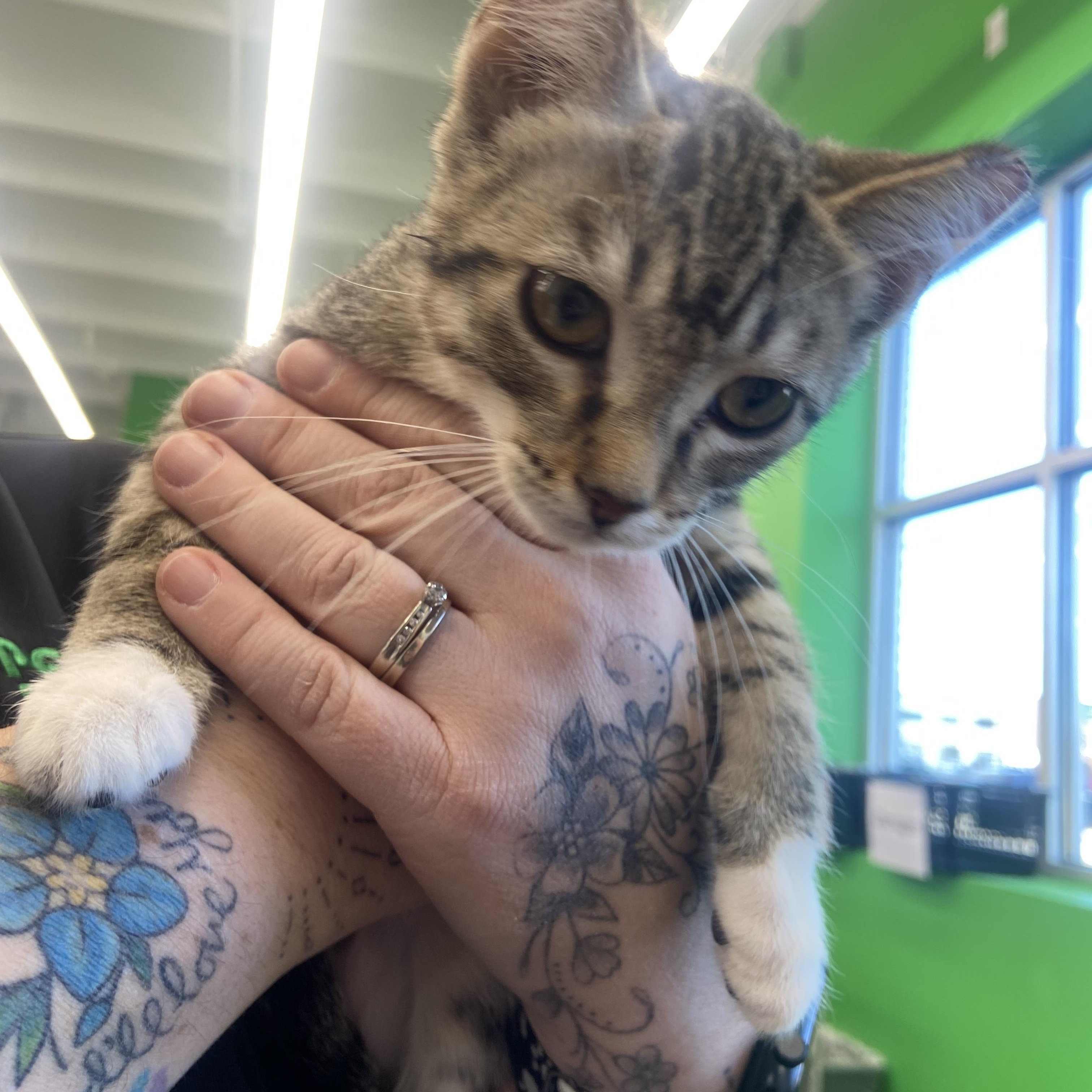 Enlarge Moto, a Adoptable Domestic Short Hair in Saint Francis, MN image 2/2