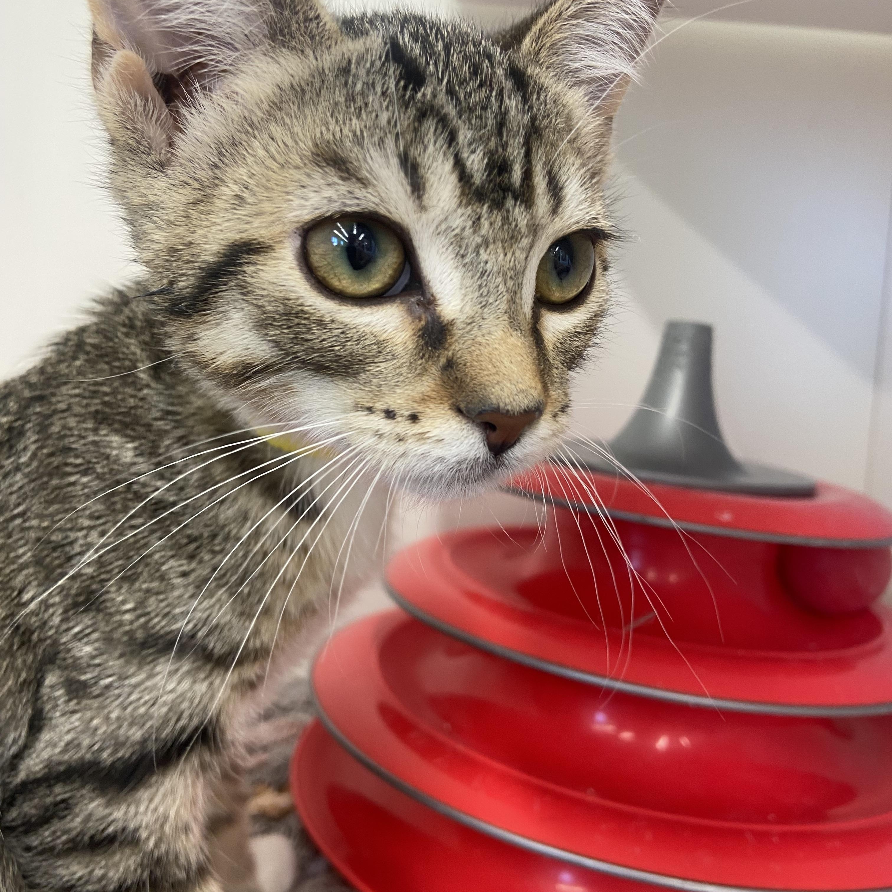 Enlarge Moto, a Adoptable Domestic Short Hair in Saint Francis, MN image 1/2