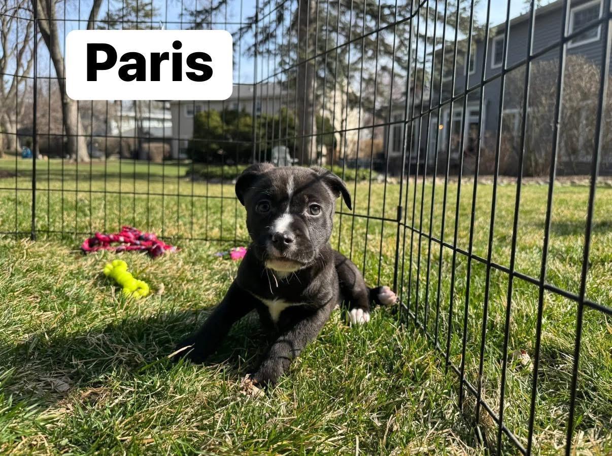 Enlarge Paris, a ADOPTABLE mixed breed in Elburn, IL image 4/6