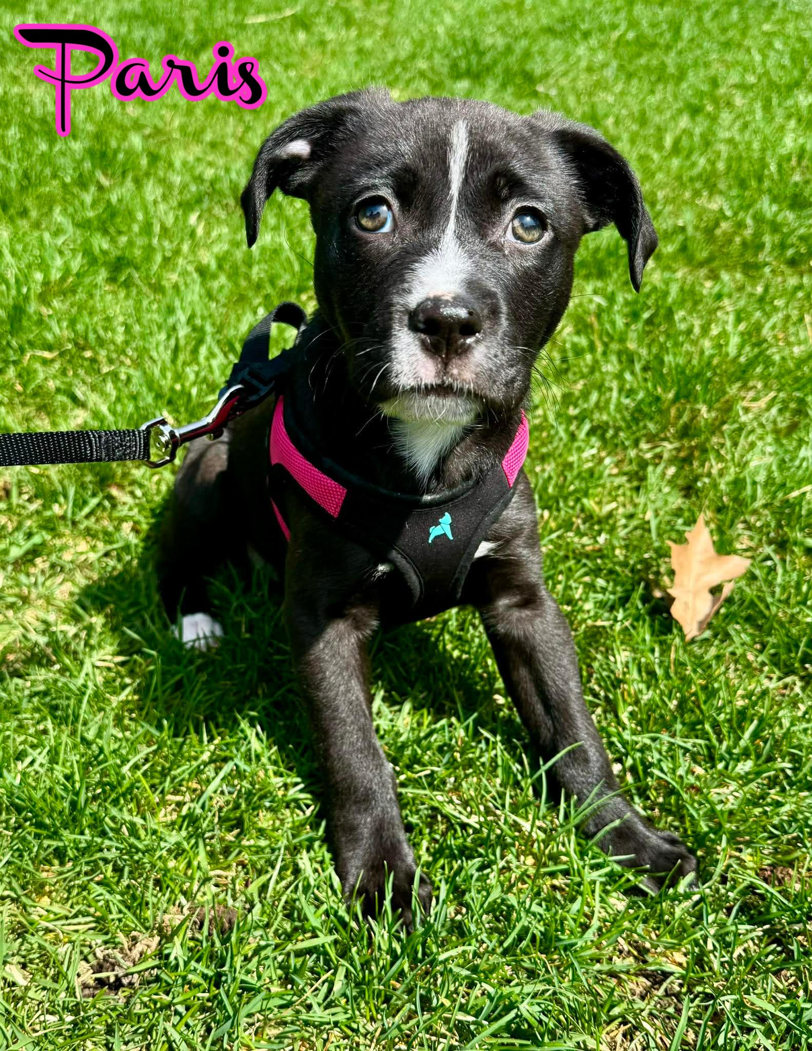 Enlarge Paris, a ADOPTABLE mixed breed in Elburn, IL image 3/6